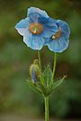 Blue Poppy Meconopsis sp Pair 1000px.jpg