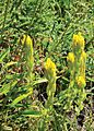 Castilleja levisecta