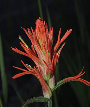 Castilleja linariifolia - Wendy McCrady 01