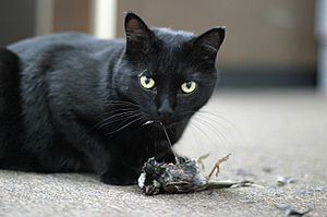 Cat-eating-prey