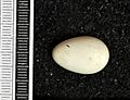 Chaetura pelagica MWNH 1241