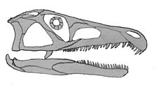 Chasmatosaurus