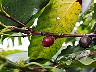 Coffee arabica cherry