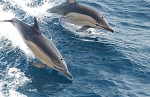 Common dolphin noaa.jpg