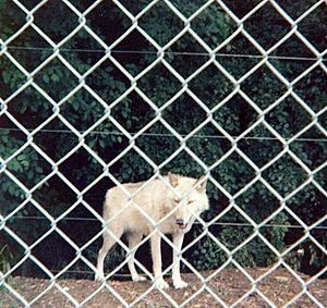 Como Zoo Wolf 1980