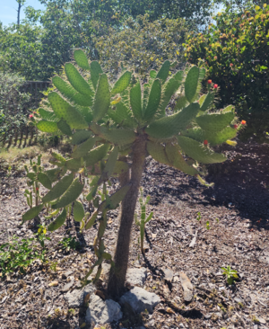 Consolea corallicola reintroduced to pine rockland - Big Pine Key, FL - May 2026.png