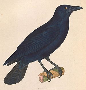 Corvus nasicus 1838