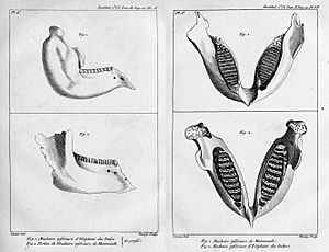 Cuvier elephant jaw