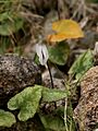 Cyclamen balearicum (habitus)