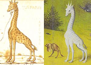 Cyriacus vs Bosch giraffe