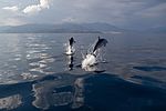 Delfine im Golf von Korinth, Griechenland.jpg