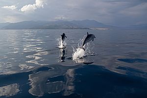 Delfine im Golf von Korinth, Griechenland