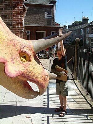 Dinosaur Museum - geograph.org.uk - 53366