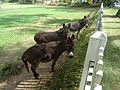 Donkeys on a farm in Oldwick New Jersey