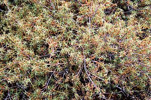 Dracophyllum recurvum in Tongariro National Park 03.jpg