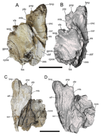 Dynamoterror right frontal in dorsal and ventral views.png