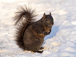Eastern gray squirrel melanistic (61011)