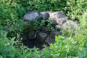 Elder well summer