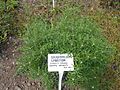 Eriophyllum lanatum 2016-05-17 0552