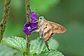 Esmeralda longtail (Urbanus esmeraldus) underside