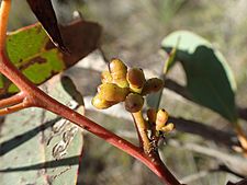 Eucalyptus × balanites buds