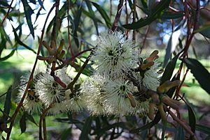 Eucalyptus annulata. Flowers and Buds (4677247021)