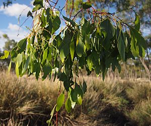 Eucalyptus brownii foliage