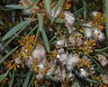 Eucalyptus foecunda flowers