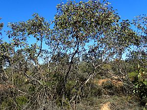 Eucalyptus kessellii.jpg