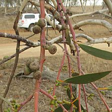 Eucalyptus lacrimans fruit