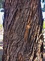 Eucalyptus microcorys - trunk bark