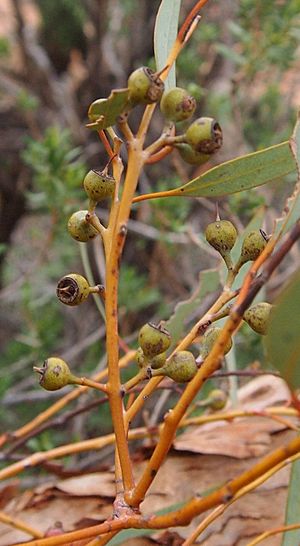 Eucalyptus socialis fruit