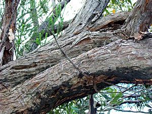 Eucalyptus umbra - Elvina Track