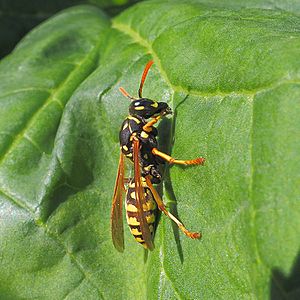 European paper wasp (Polistes dominula) in The Netherlands