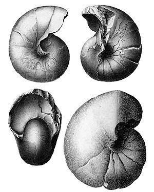 Eutrephoceras dorbignyanum (Forbes in Darwin, 1846) - Strasbourg specimen