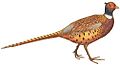 FMIB 42017 Mongolian Pheasant white background