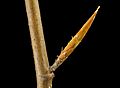 Fagus grandifolia, beltsville, md 2014-04-16-16.01.20 ZS PMax (13902703865)