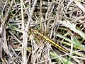 Female Black-Tailed Skimmer Dragonfly Orthetrum cancellatum GT