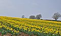 Field of Daffodils - Pentre Meyrick - geograph.org.uk - 1260139