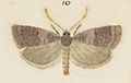 Fig 10 MA I437909 TePapa Plate-XLVIII-The-butterflies full (cropped)
