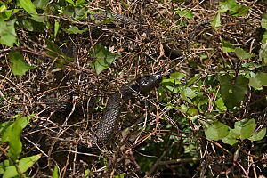 Florida Green Water Snake