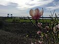 Flowers grow beside Mare Island Way, looking out at the Mare Island Bridge
