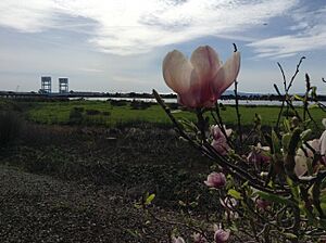 Flowers grow beside Mare Island Way, looking out at the Mare Island Bridge
