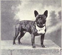 French Bulldog from 1915