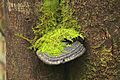 Fungus and moss on a Eucalyptus Regnans trunk