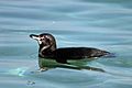 Galápagos penguin (Spheniscus mendiculus) male