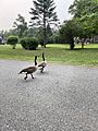 Geese At Duck Pond