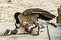 Geese fight, Walden Pond, Concord MA, USA 08-12-2023