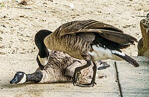 Geese fight, Walden Pond, Concord MA, USA 08-12-2023