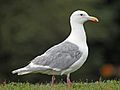Glaucous-winged Gull RWD1
